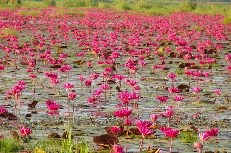 ทะเลบัวแดง บ้านพันดอน